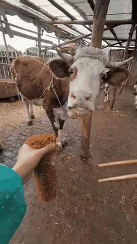 老牛也无法抵挡火鸡面的诱惑～