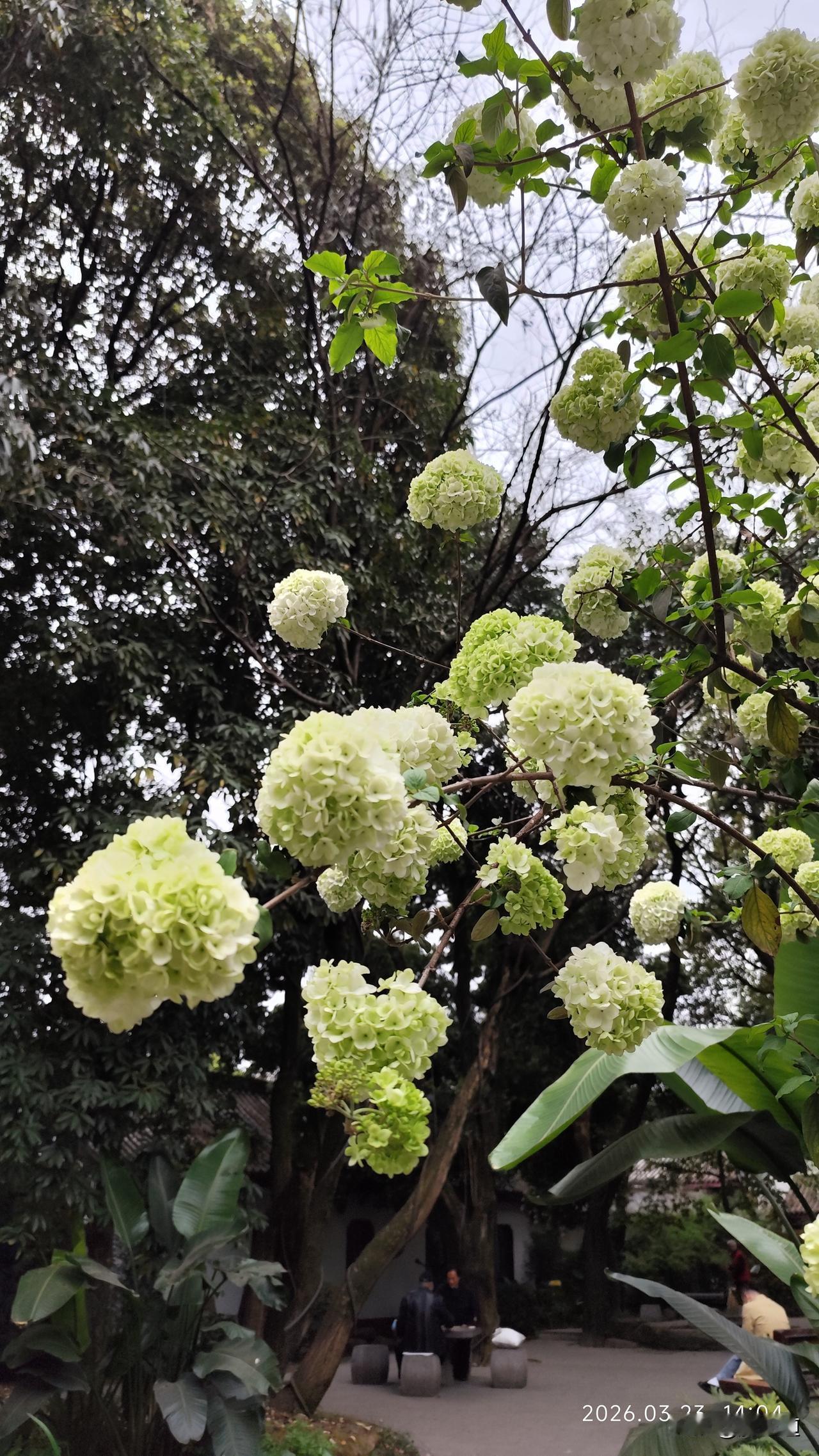 随手拍公园花草鲜花朵朵似绣球