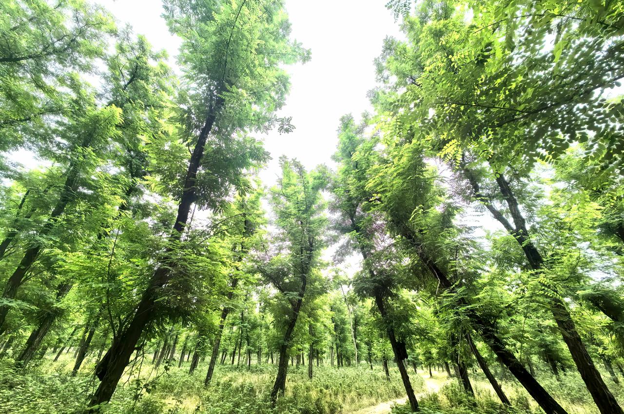分享一张相册里随手拍天空的照片阳光筛过层层叠叠的梧桐叶，碎成满地跳跃的金币。新叶