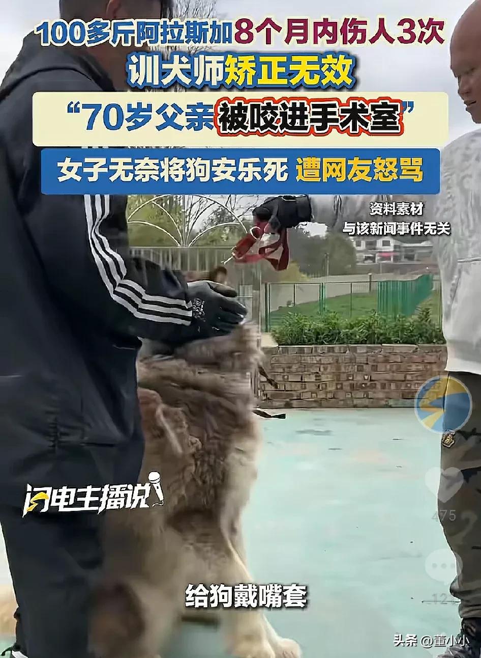 8个月咬3次？江苏，一位女子养了100多斤阿拉斯加经常咬人，就连自己70岁老父亲