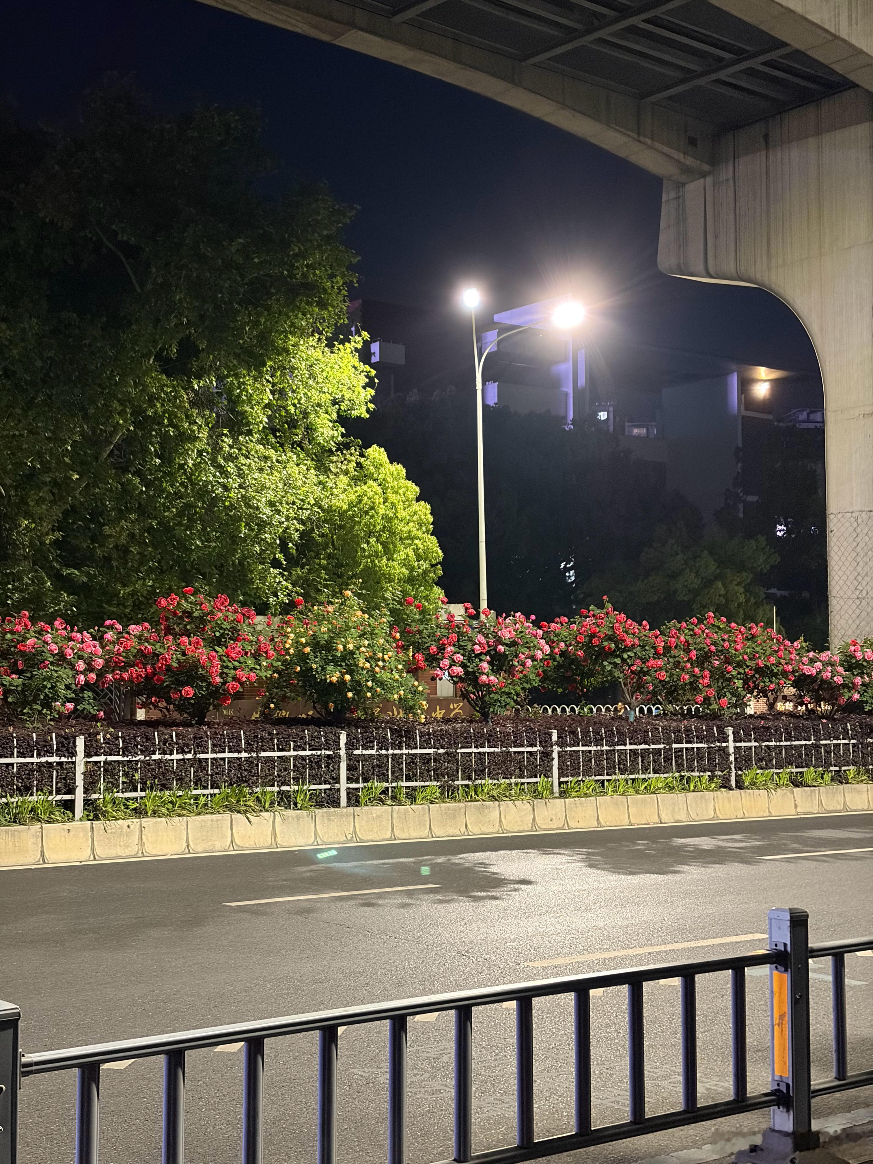 看花的季节又到了 绿化部门上大分 