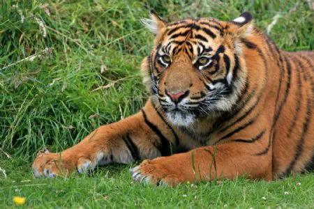 我国的第一国宝动物是大熊猫，金丝猴、东北虎次之。但我个人最喜欢的还是东北虎，东北