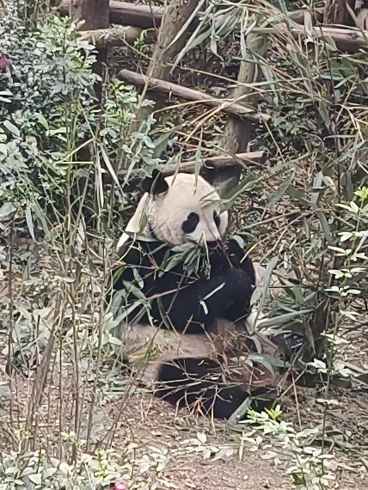 成都大熊猫繁育基地