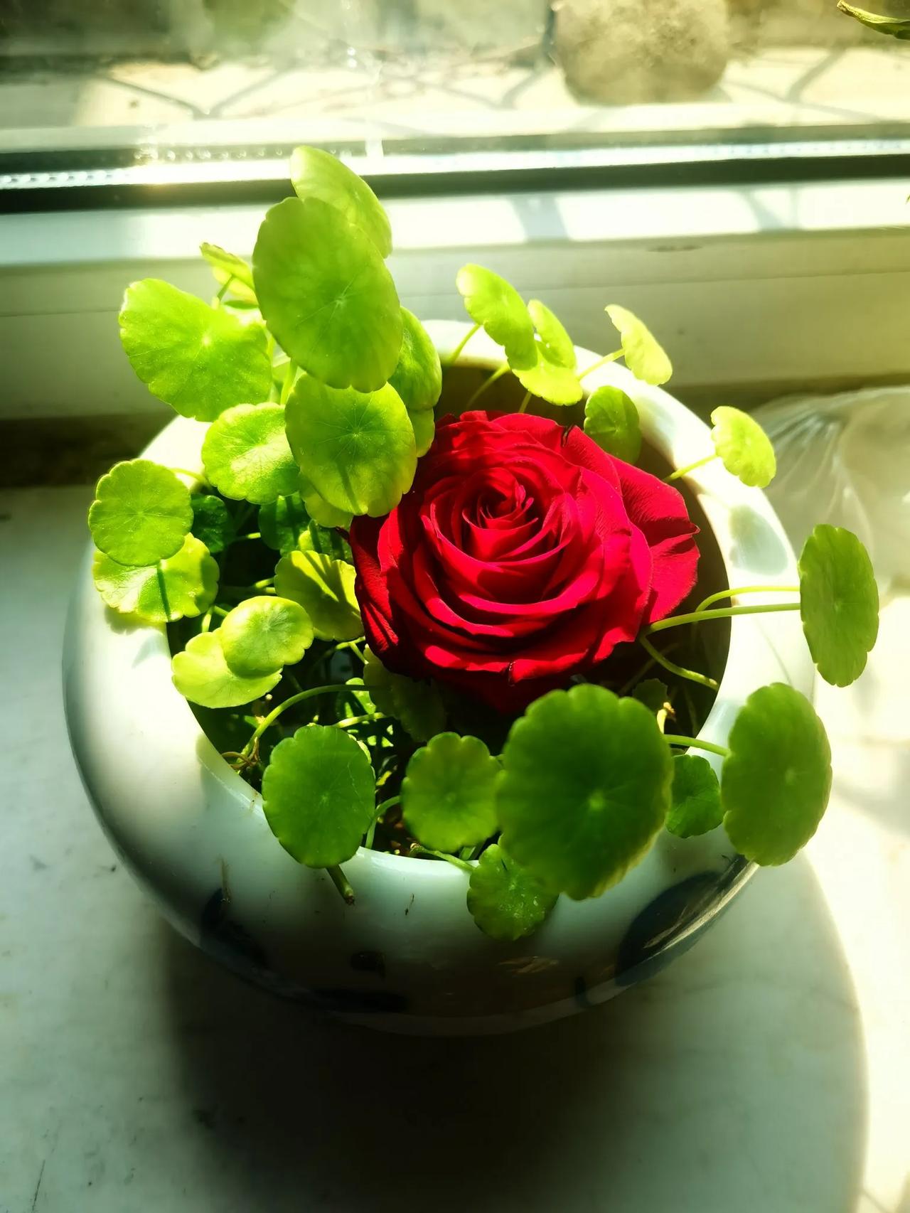 万能生活指南最后的红色玫瑰花，只剩花头插在水里，应该是最后的辉煌。