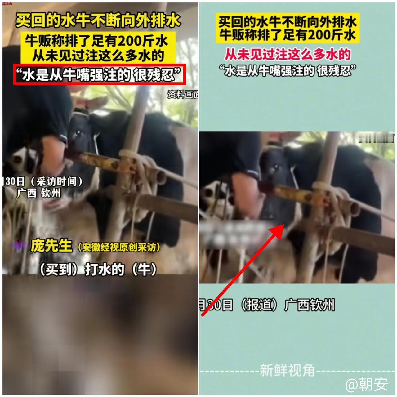 谁能想到买头牛还能买出“注水猪肉”的升级版？

广西钦州一位牛贩最近
就栽了大跟