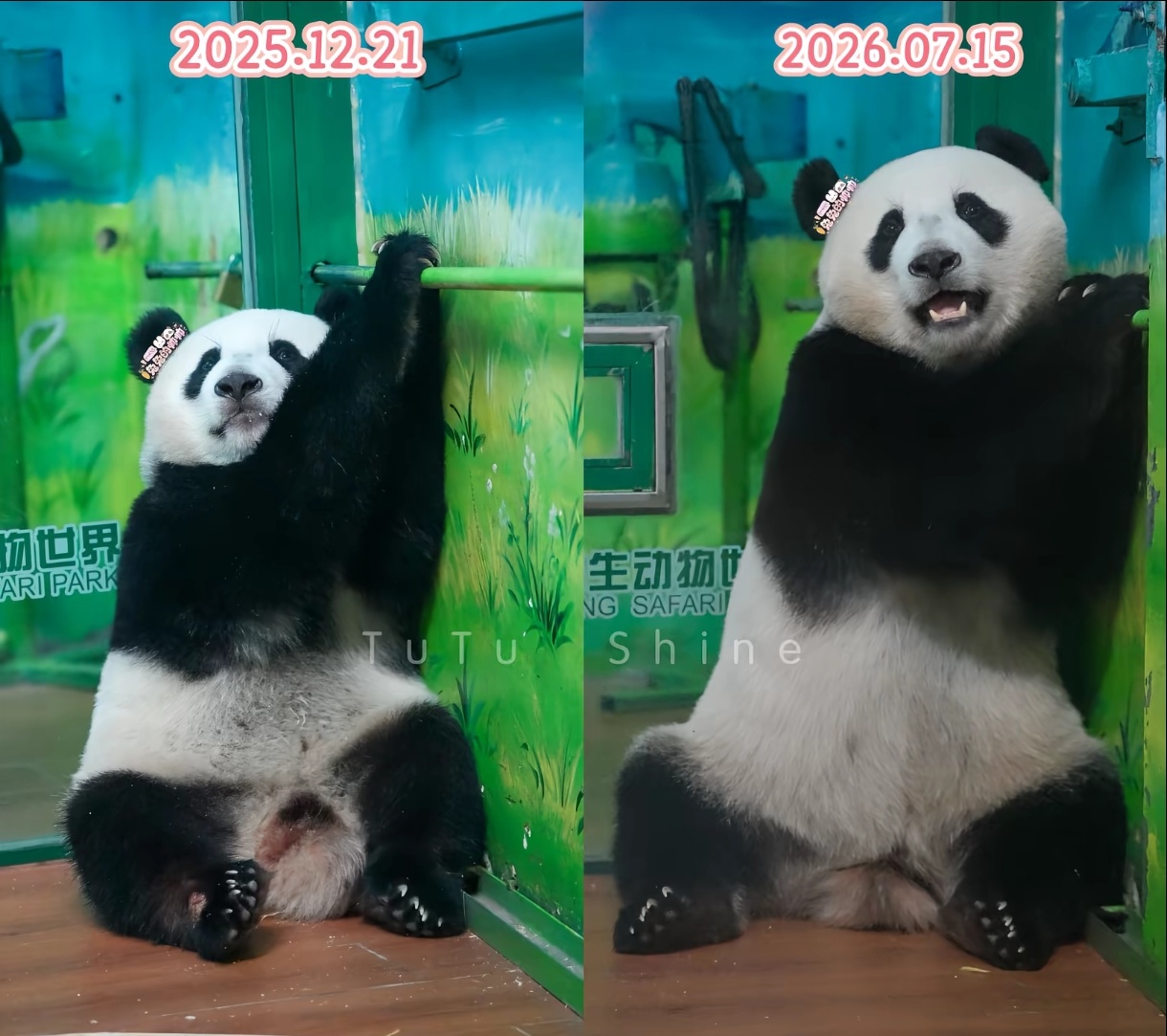 这么大个猪了 