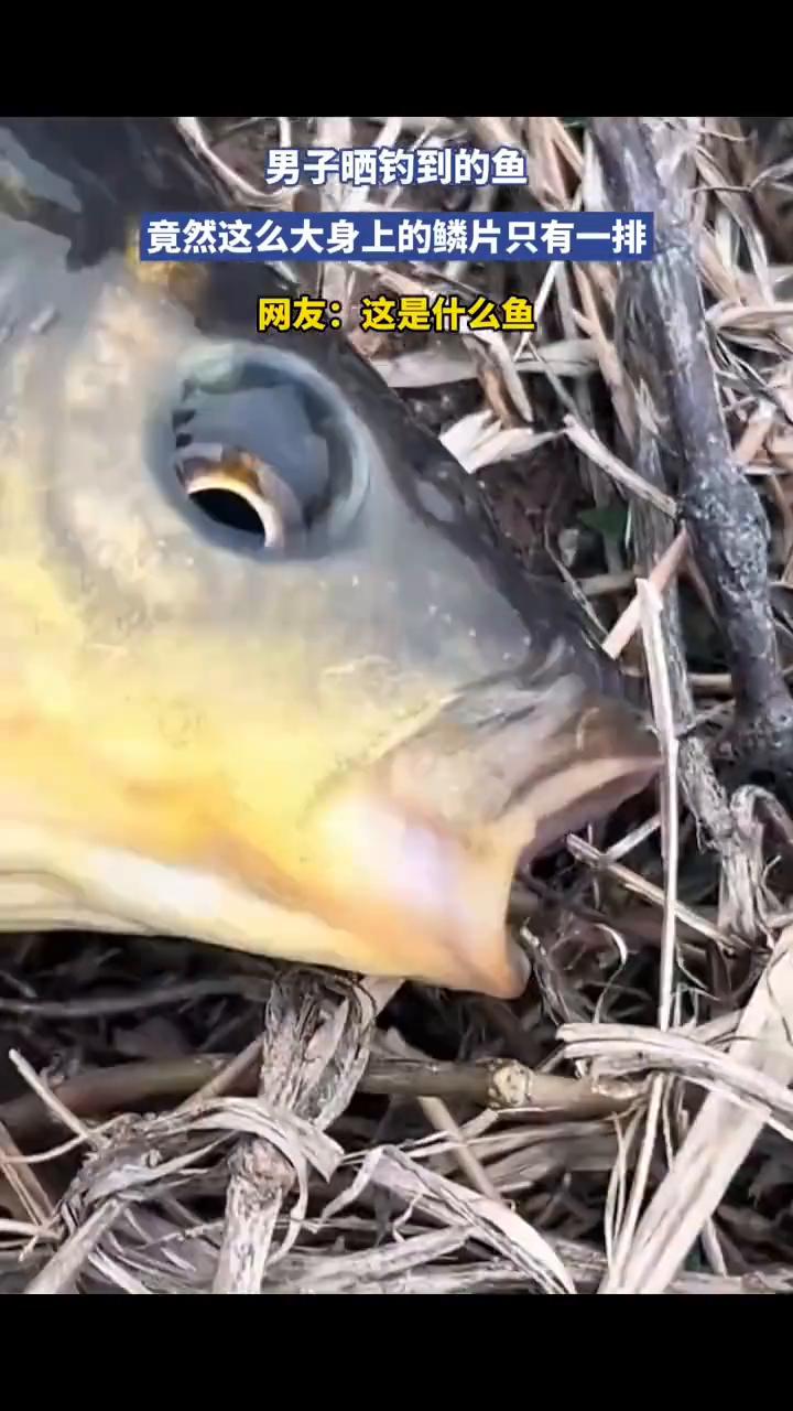 男子晒钓到的鱼竟然这么大，身上的鳞片只有一排。网友：这是什么鱼？
3月30日发布