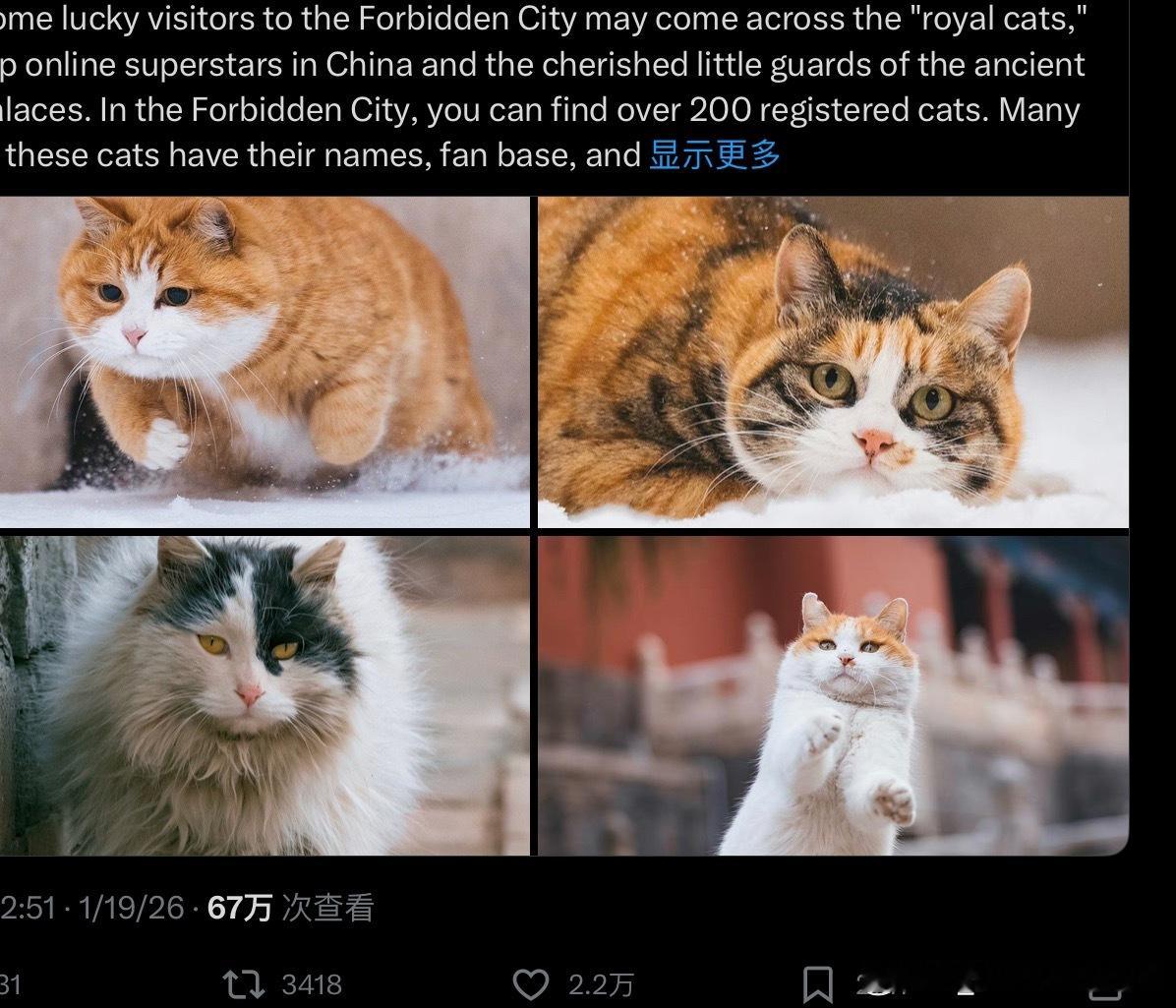 一年一度为故宫宫猫写小作文的时间又到了。文渊阁“护卫”和皇家遗宠的身份，故宫文创