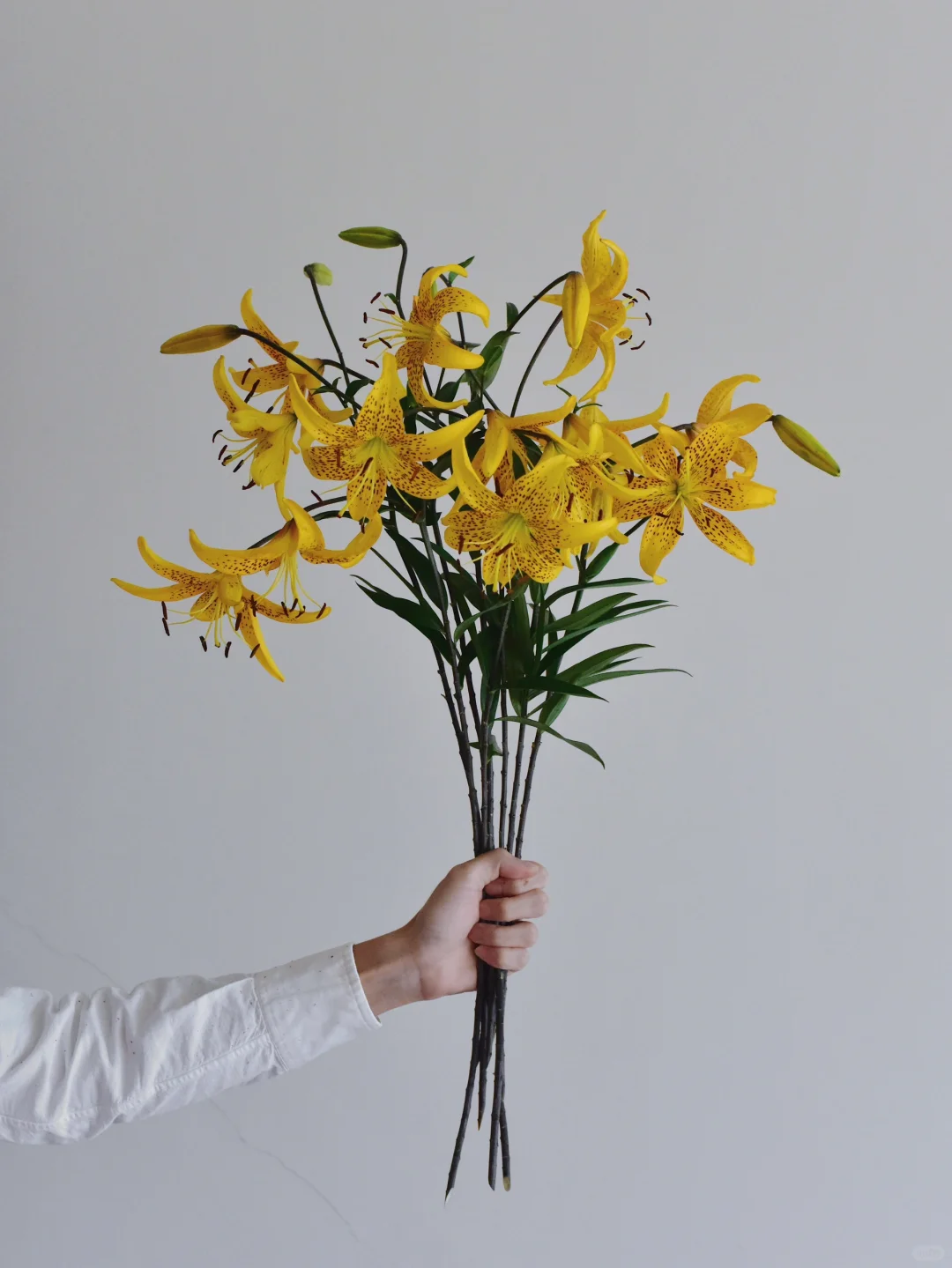 百合·柠檬虎皮