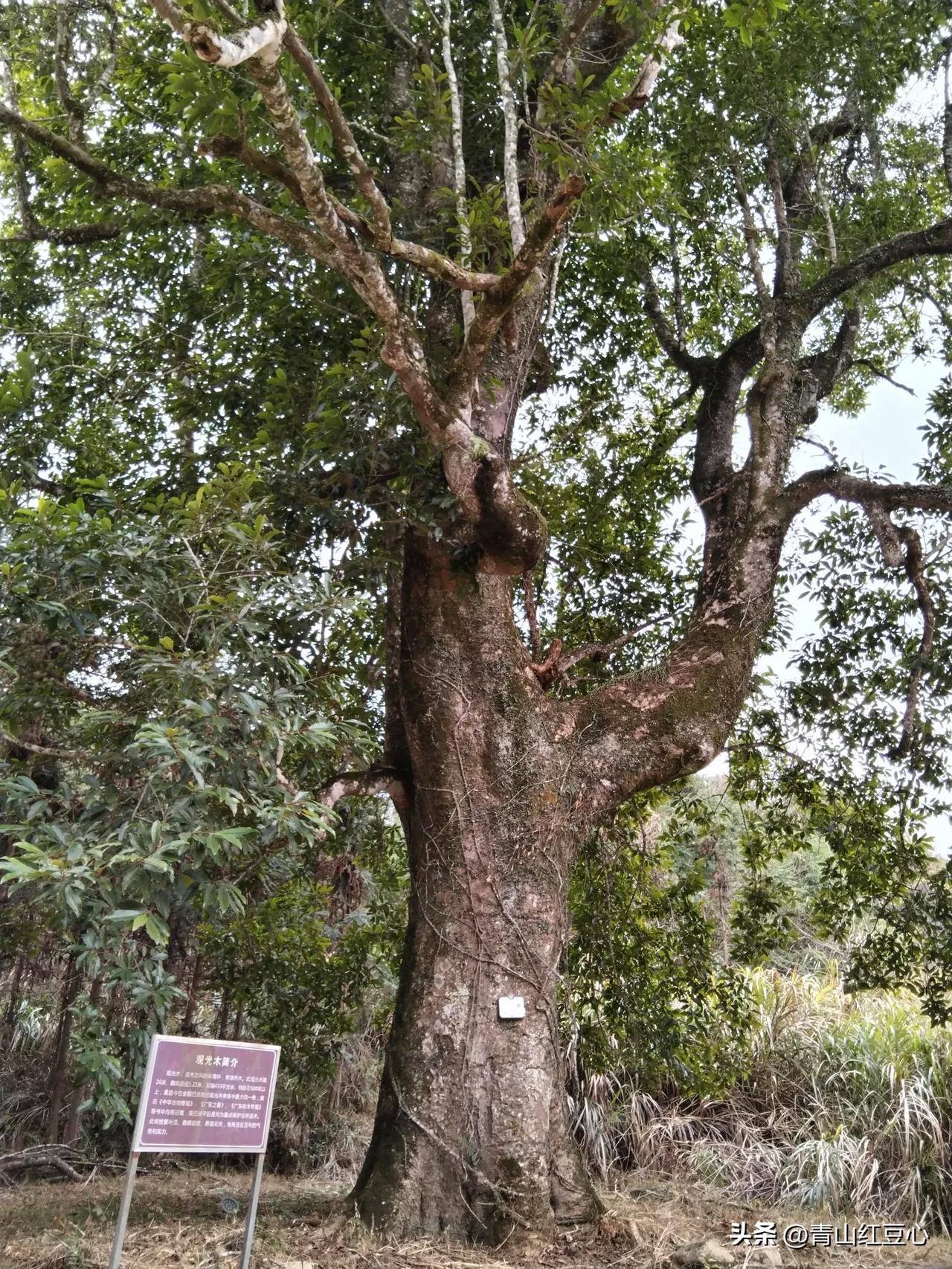 梅畲古树与古雕楼（平远泗水）