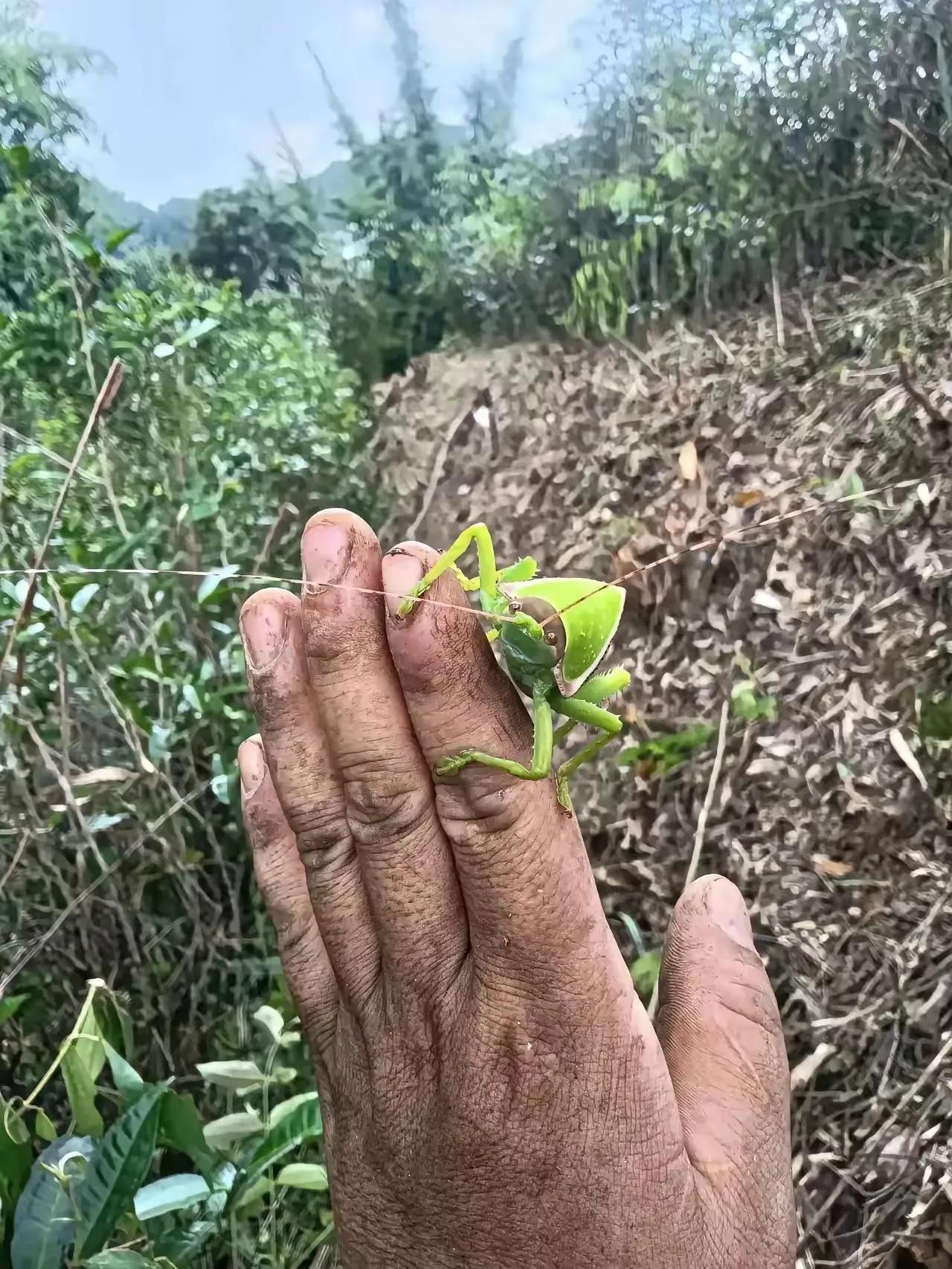 今天看一位网友发的，这是蝈蝈还是蚂蚱，看着都不像，难道昆虫也变异了吗，小时候没看