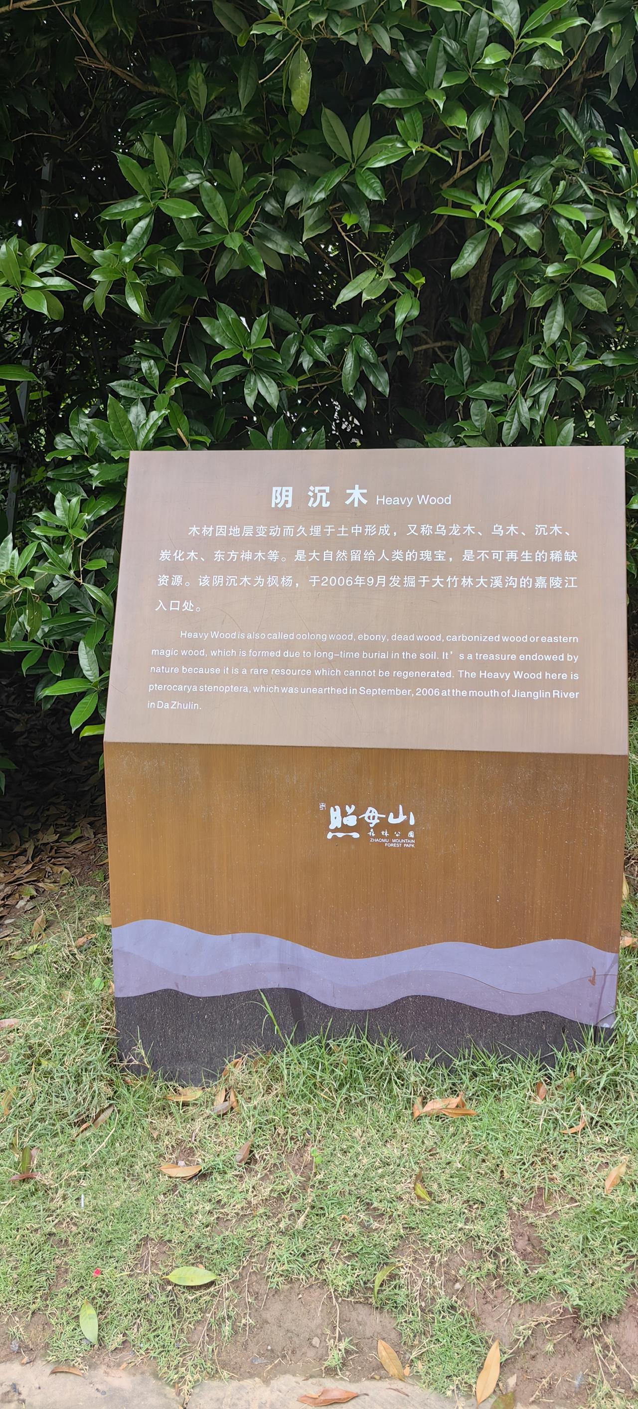 [尬笑]照母山公园的“阴沉木阵”，如今已是“木去阵🈳”，只剩下上面的草坪上，还