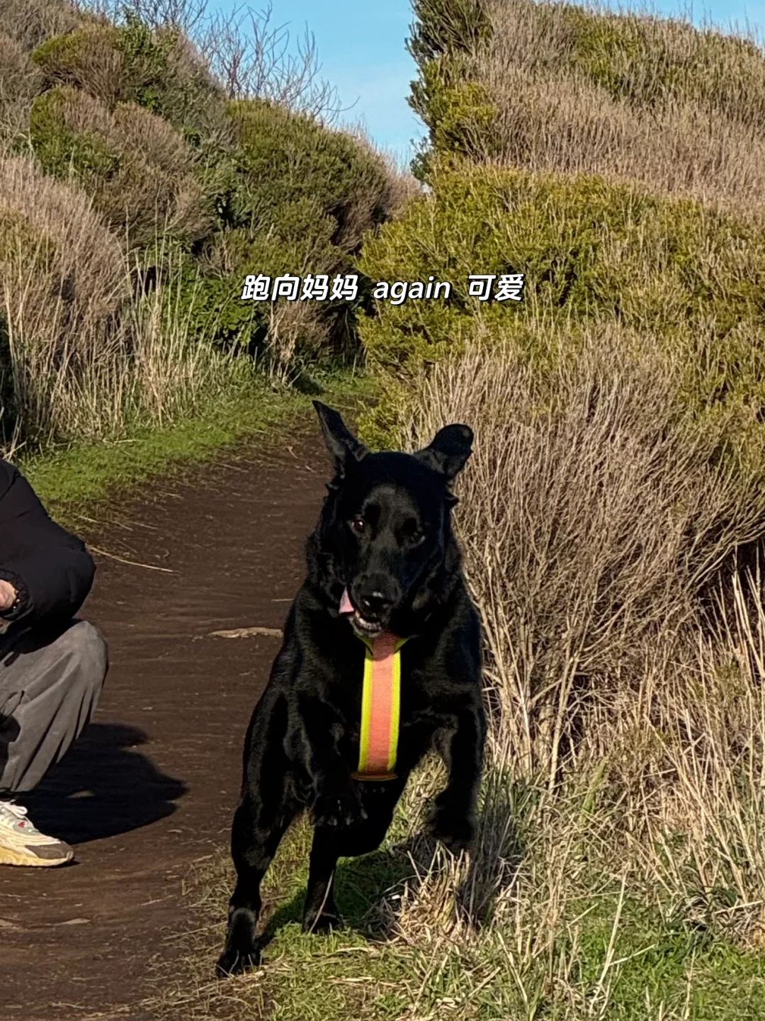 小狗的海边日记📔🏝️