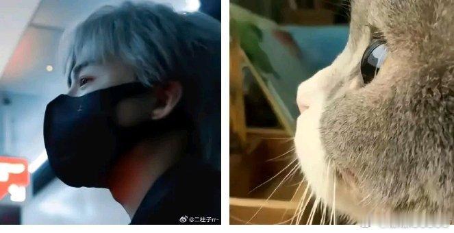 翻出来去年偷的图，喵~喵~喵~ 