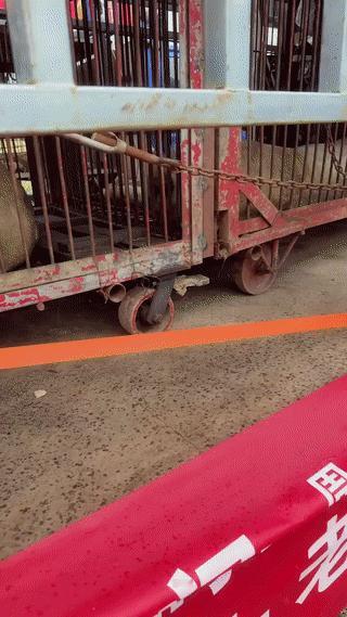 一名男子在马路边意外偶遇了一辆马戏团专门拉猛兽的大货车。
在车厢笼子里有一头体型
