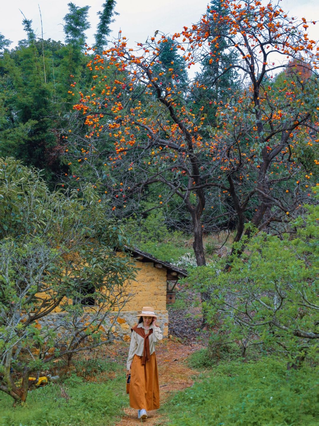 人生建议✨秋日来柿子林拍一组“柿柿”如意🍊