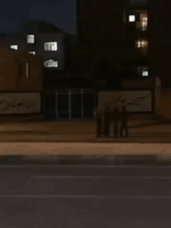 伊朗革命卫队和巴斯基民兵在街头设立的检查站持续被美以联军摧毁
这些检查站由革命卫