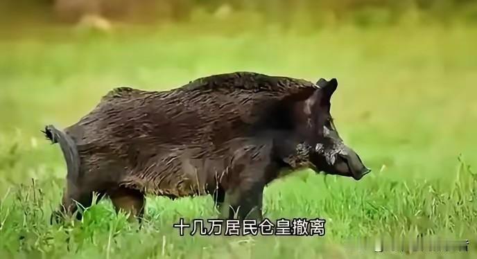 日本核污水已经排了14万吨！福岛"超级猪"又炸了，你敢信？
​朋友们，日本福岛又