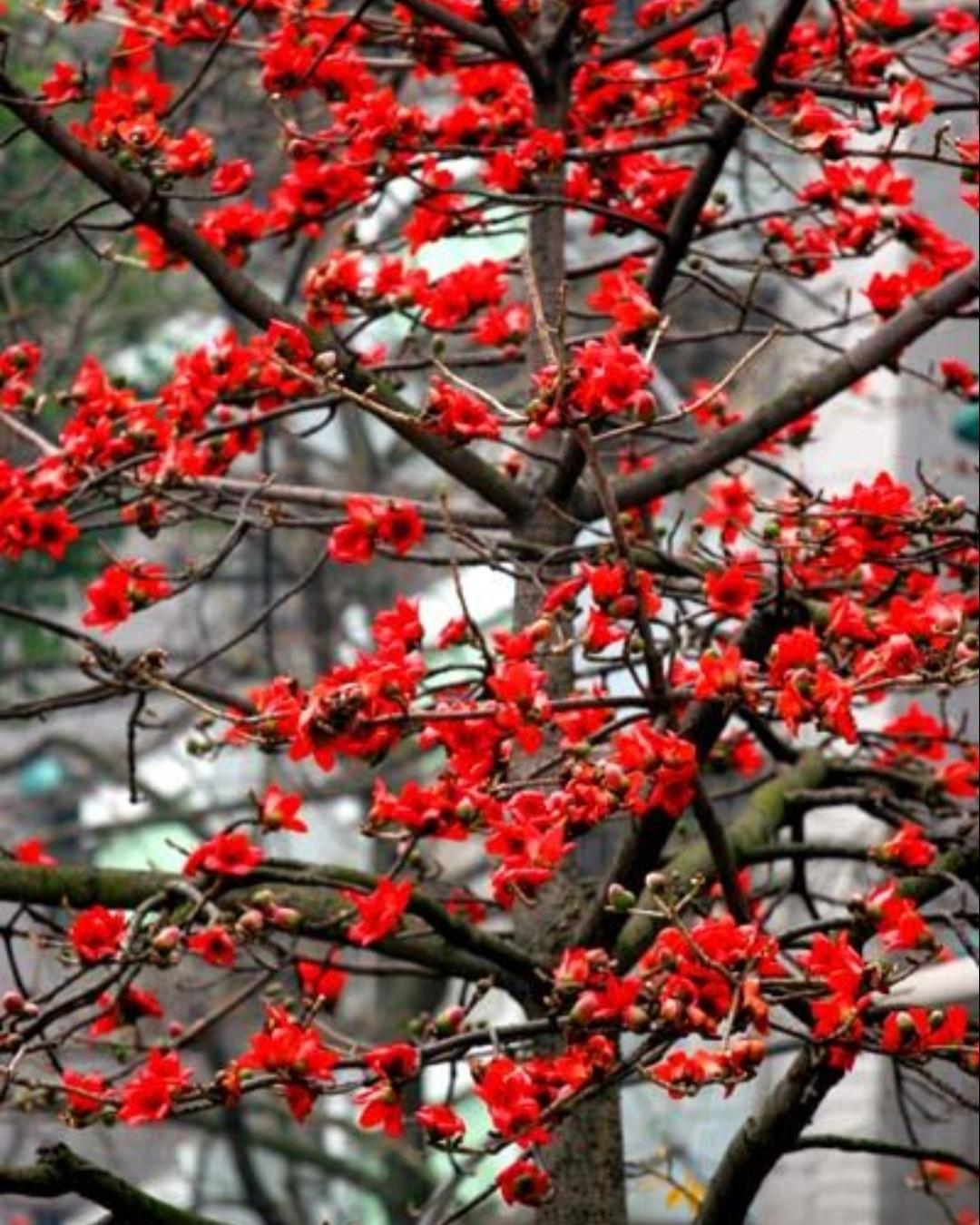 木棉开了，春天就暖了。
把烦恼留在昨天，
让这抹红，照亮今天的路。
慢慢来，一切