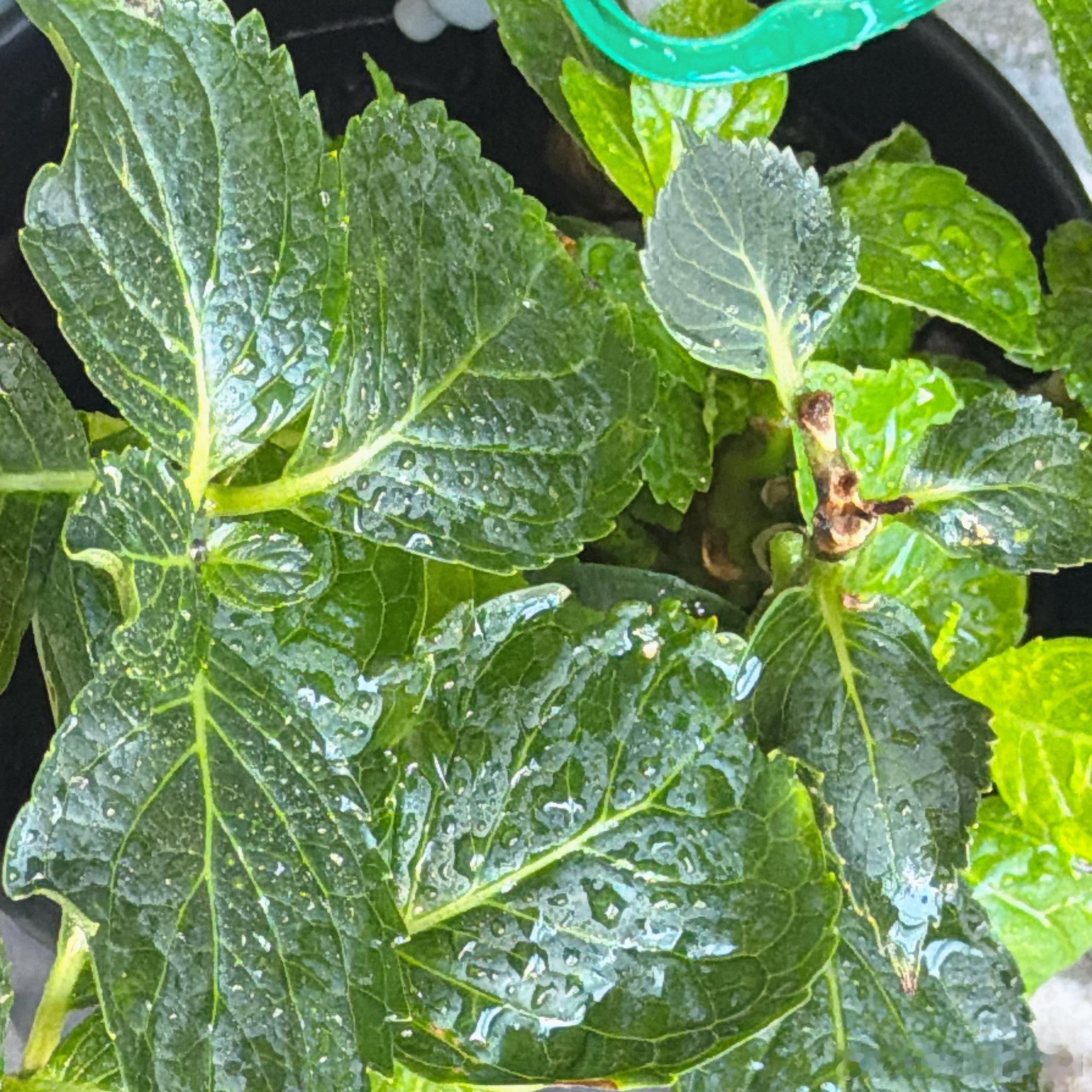 花 我走了 给你留了水 一定要活到下一次开花好吗。。！ ​​​
