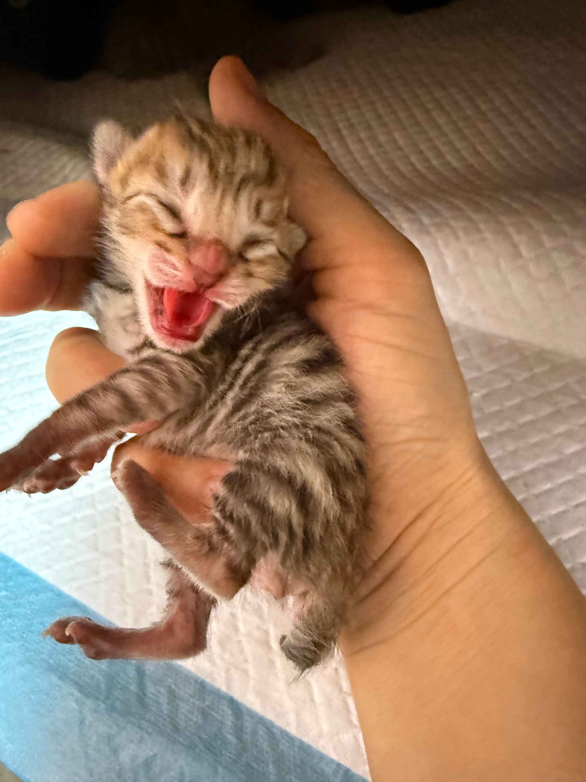 朋友问狸花长大了什么样子？刚好有现成的展示。。。猫咪领养 深圳