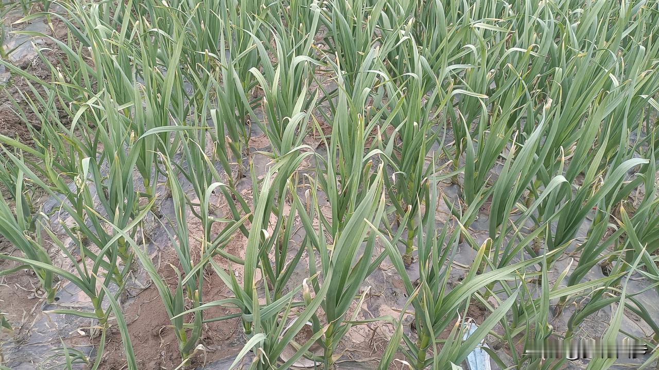 3月31日，杞县红帽鲜蒜苔一天一个价，今天下跌的让农民意想不到。

农村的老张，