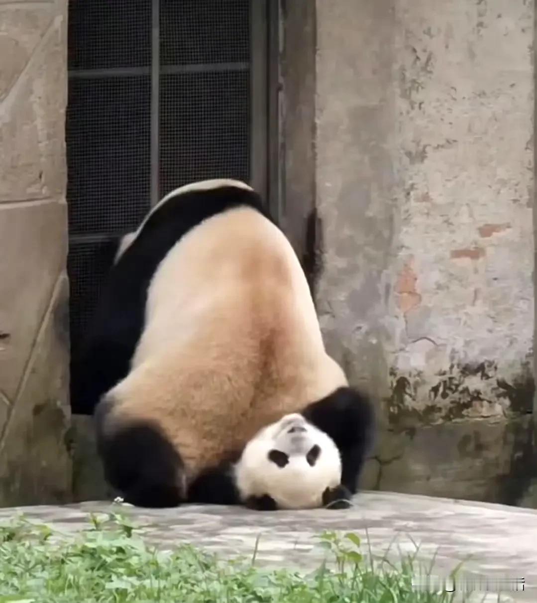 如果莽小五会说话，他会不会说：“看看，看看，我活着是多么的不容易，我能活着长大，