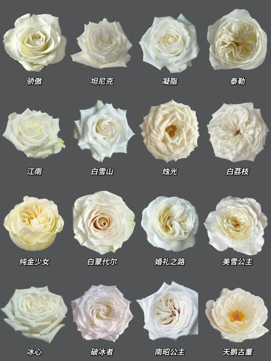 每日识花系列｜一次性认识16种白玫瑰