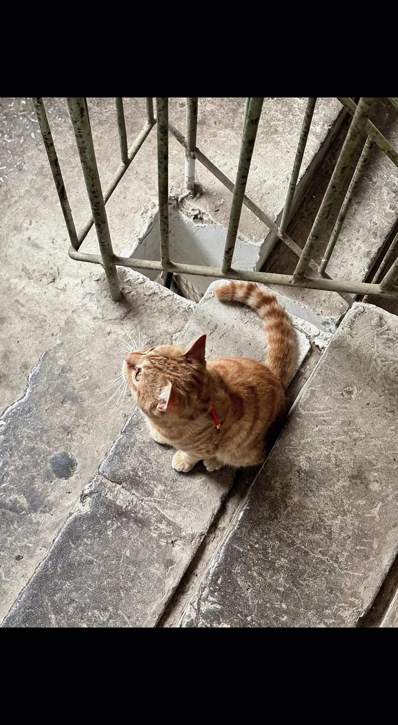 🐈橘色身影蜷在石阶，像团会呼吸的暖阳☀️。铁栏外是人间，栏内是它的城池。岁月静