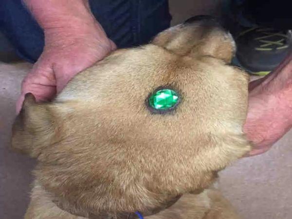 美国加州圣罗莎一间动物收容组织Sonoma County Animal Serv