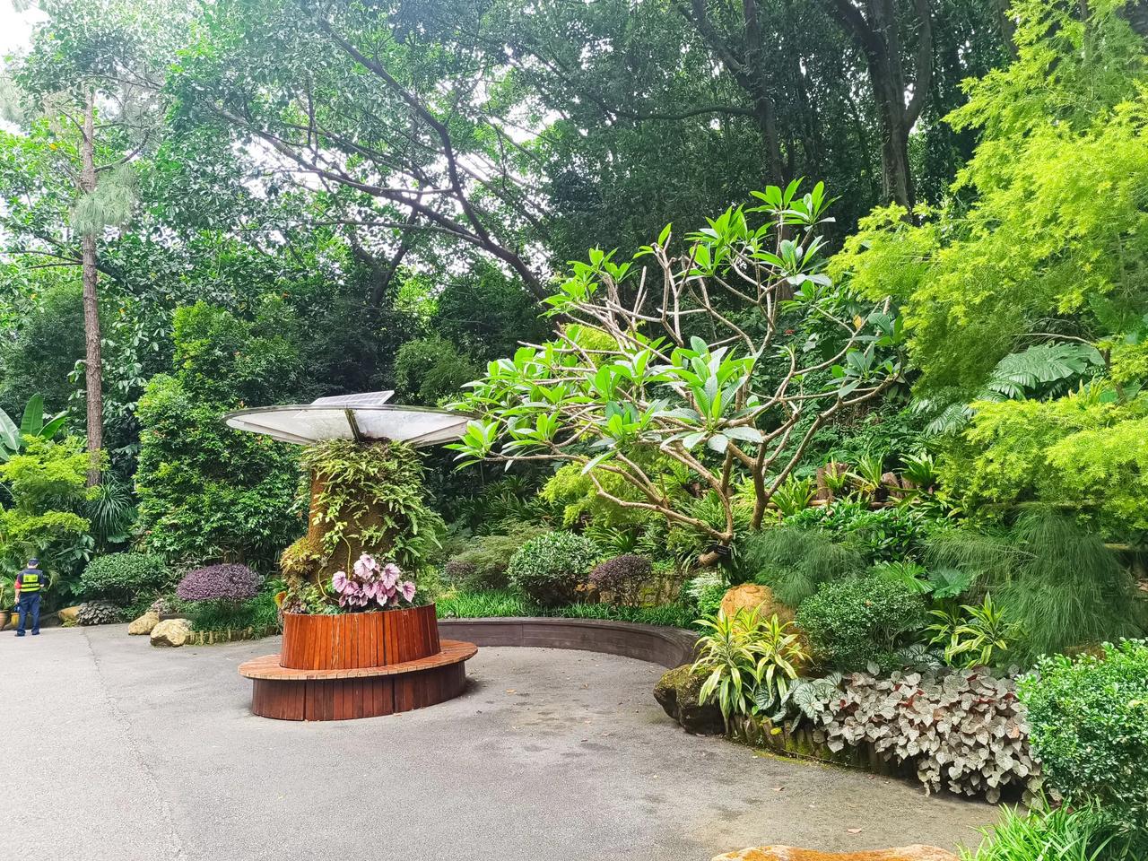 #分享你手机中的花花草草# 
美丽的深圳仙湖植物园
绿树成荫，鲜花美丽
#手机记