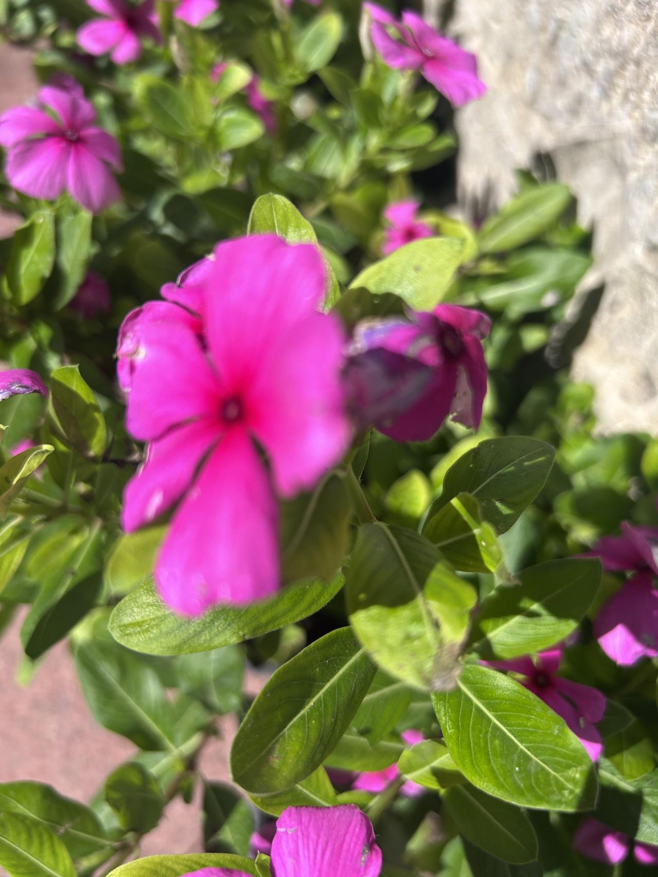 画面里是一丛盛放的长春花（日日春），明艳浓烈的玫粉色花朵占据视觉中心。前景的主花
