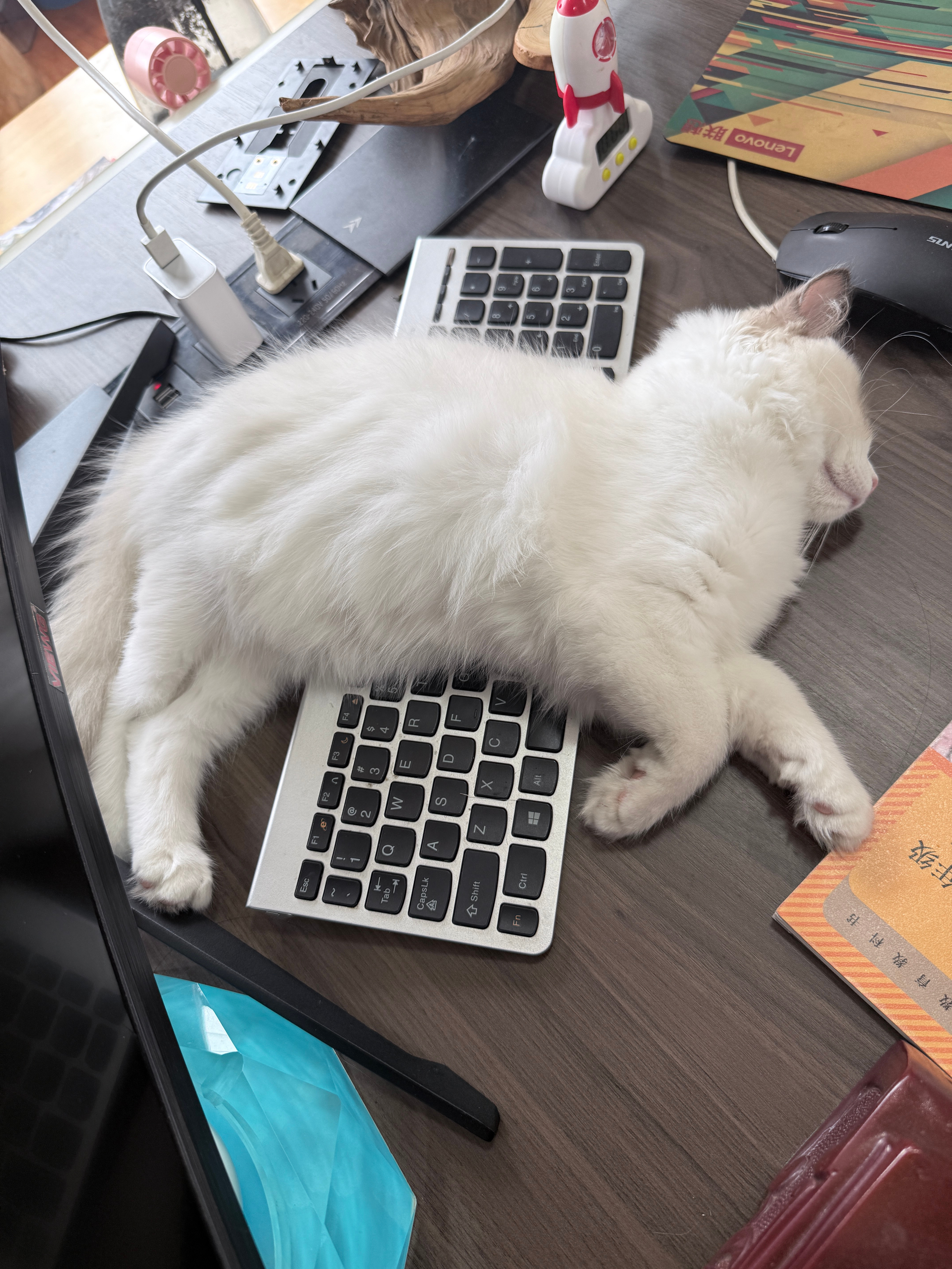 走哪睡哪的端女士🐱 ​​​