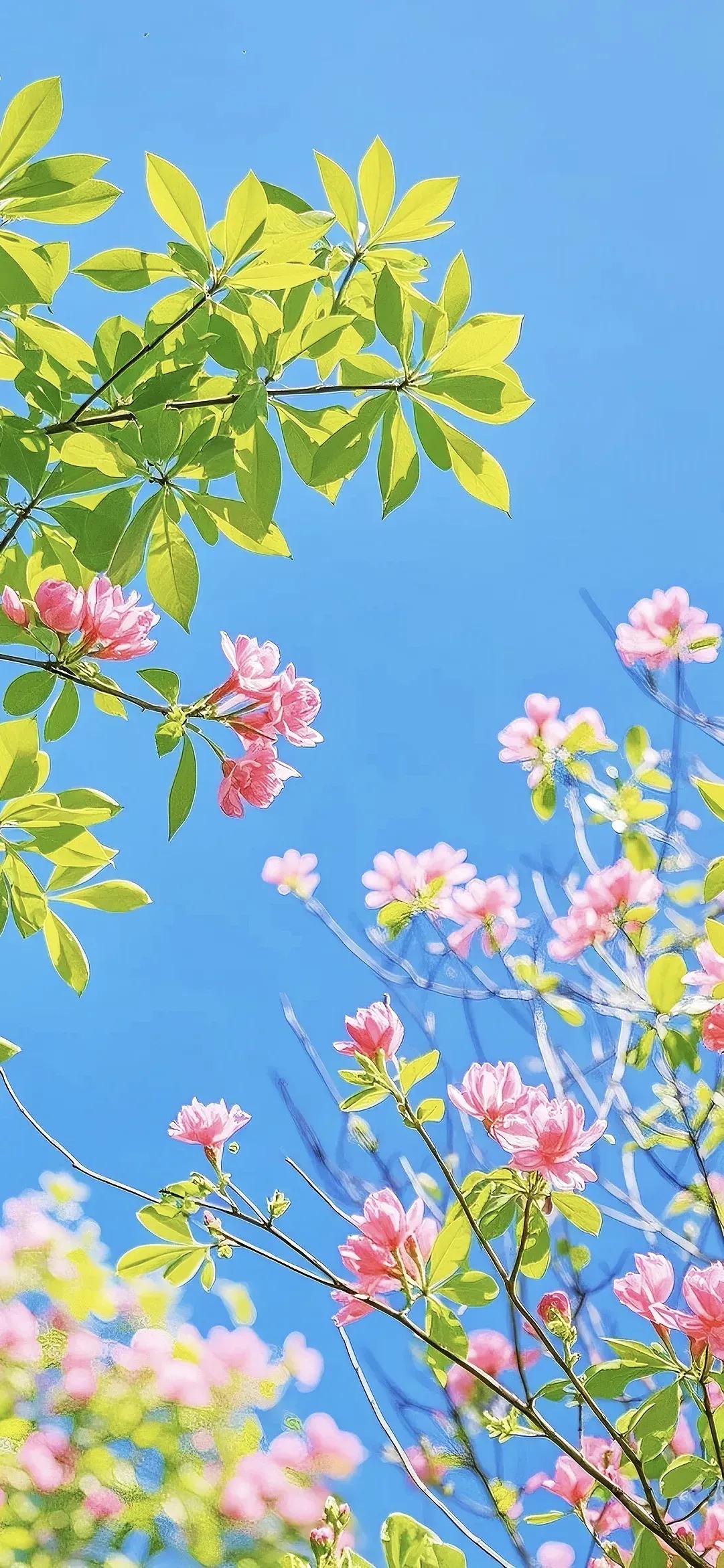 春日花海，粉嫩绽放，蓝天映衬，美不胜收！🌸🌿🌞高清花朵💐壁纸分享喜欢的不