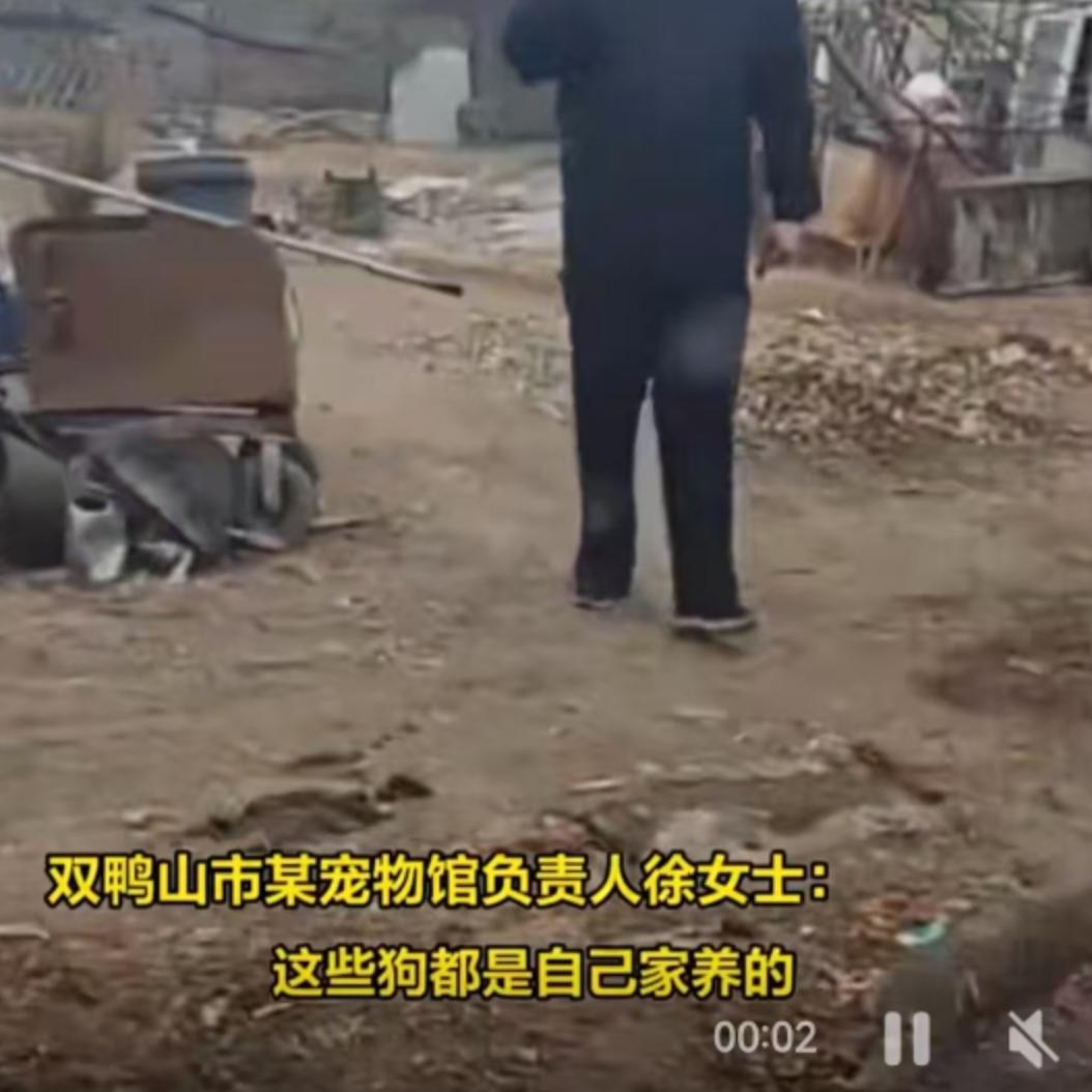 2026年4月12日清晨，黑龙江双鸭山市宝清县的一家宠物馆里，没有迎来往日的犬吠