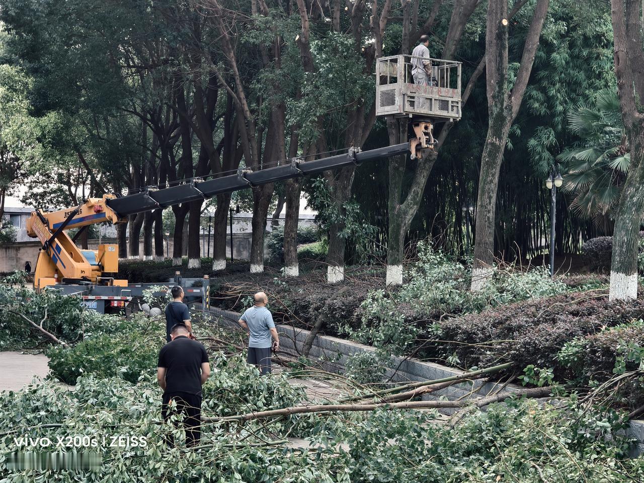 挥汗如雨迎“巴威”
         大院内的园林工、环卫工在外来吊车师傅的通力