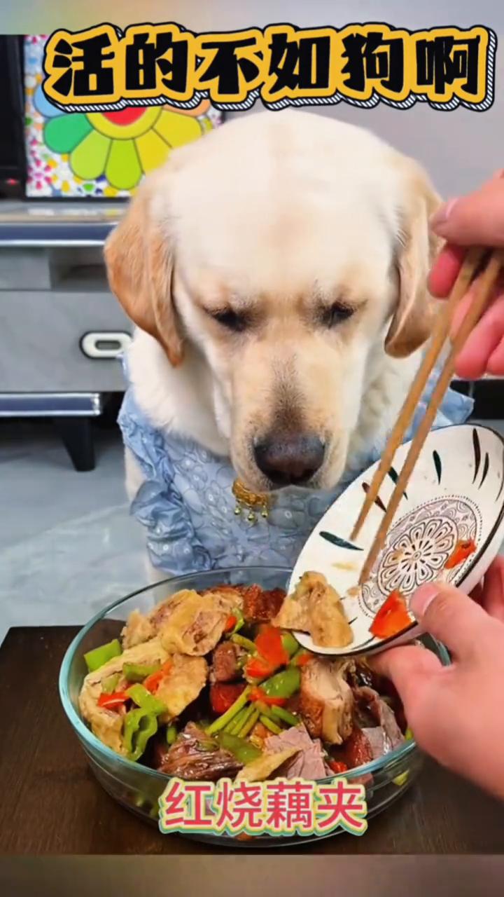 活的不如狗。
一碗大米饭、红烧肉、五香牛肉、蒜苔炒腊肠、爆炒鸡块、红烧藕夹、三文