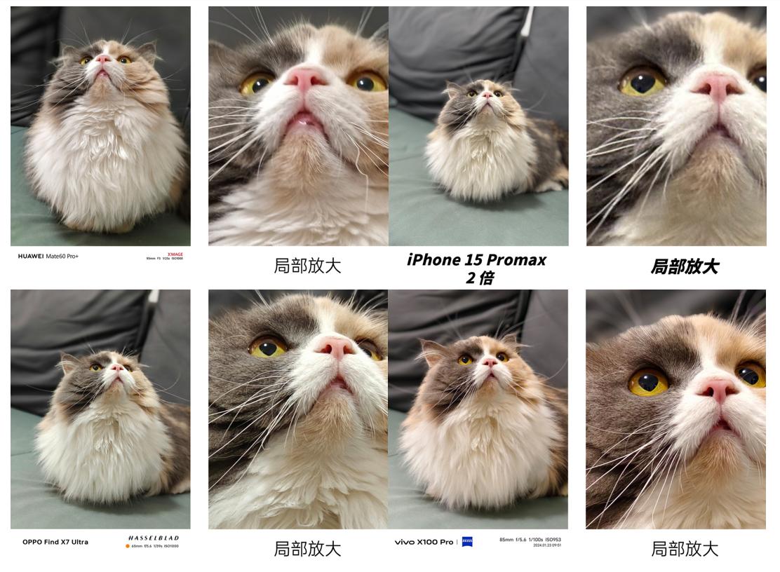 同一只猫，苹果、华为、OPPO、vivo四家旗舰拍出来差距这么大？这年头手机拍宠