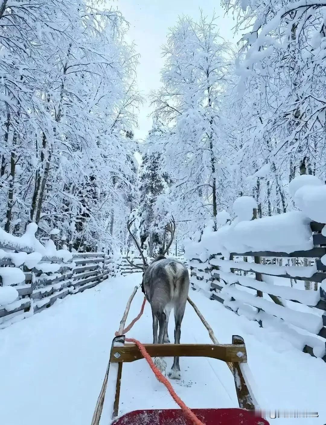 2025年，中国8大春节旅游圣地。
1吉林长白山，延吉。
雾凇，滑雪场，朝鲜族风