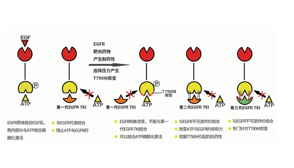 肺癌的ALK四代药物进展