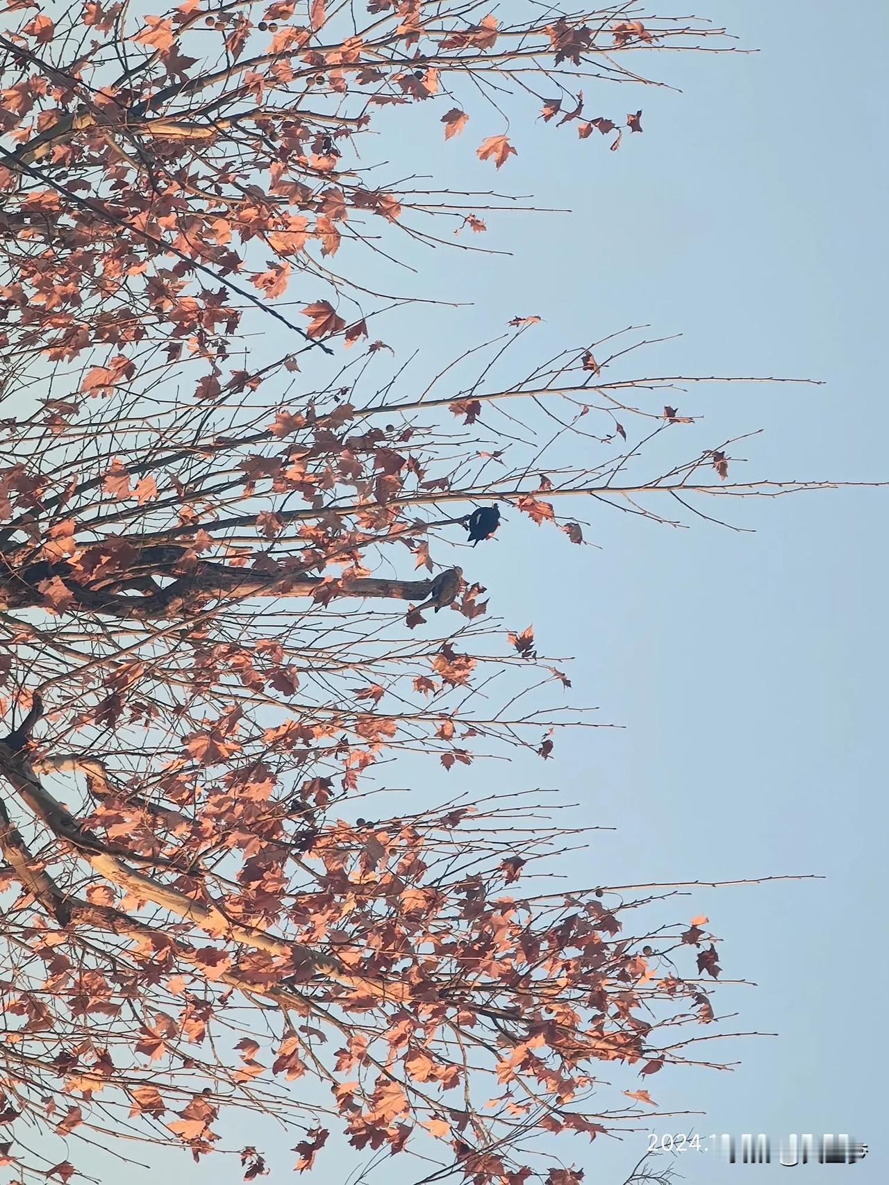 秋冬独特的韵味，那清凉的空气、飘落的树叶，虽透着些许忧伤和凄凉，却也让人格外着迷