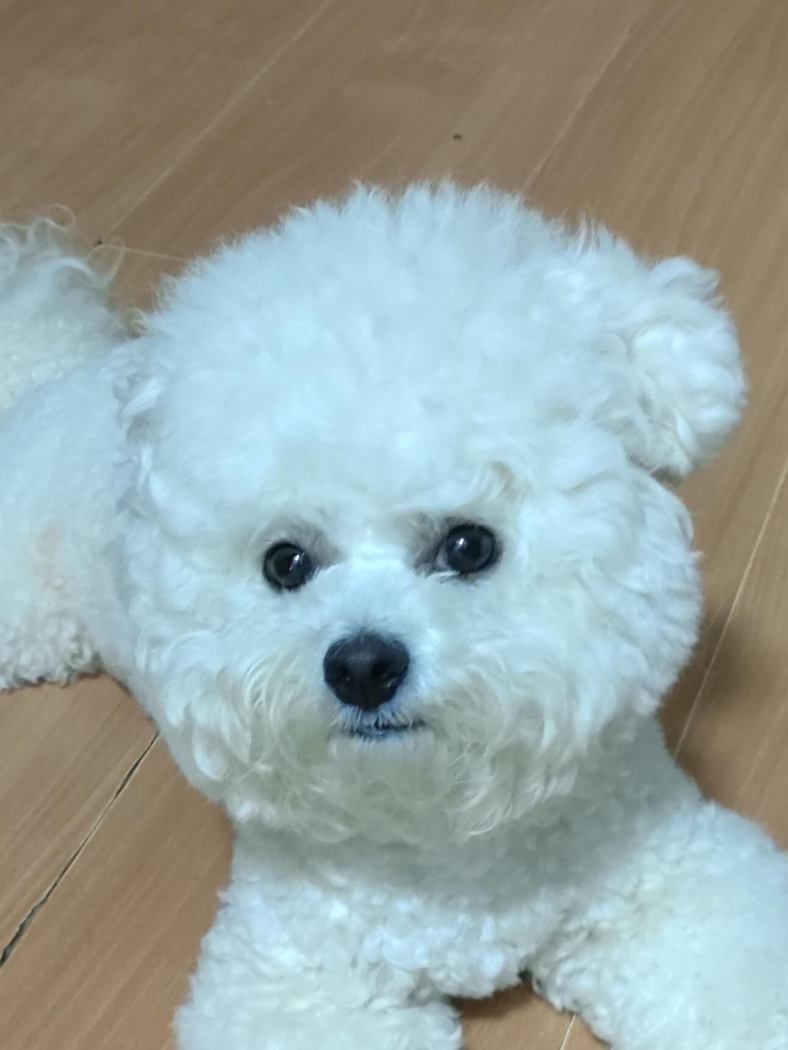 你家的狗狗和你性格像吗?我家小狗和我的性格高度契合。我偏爱安静不爱凑热闹，它也不