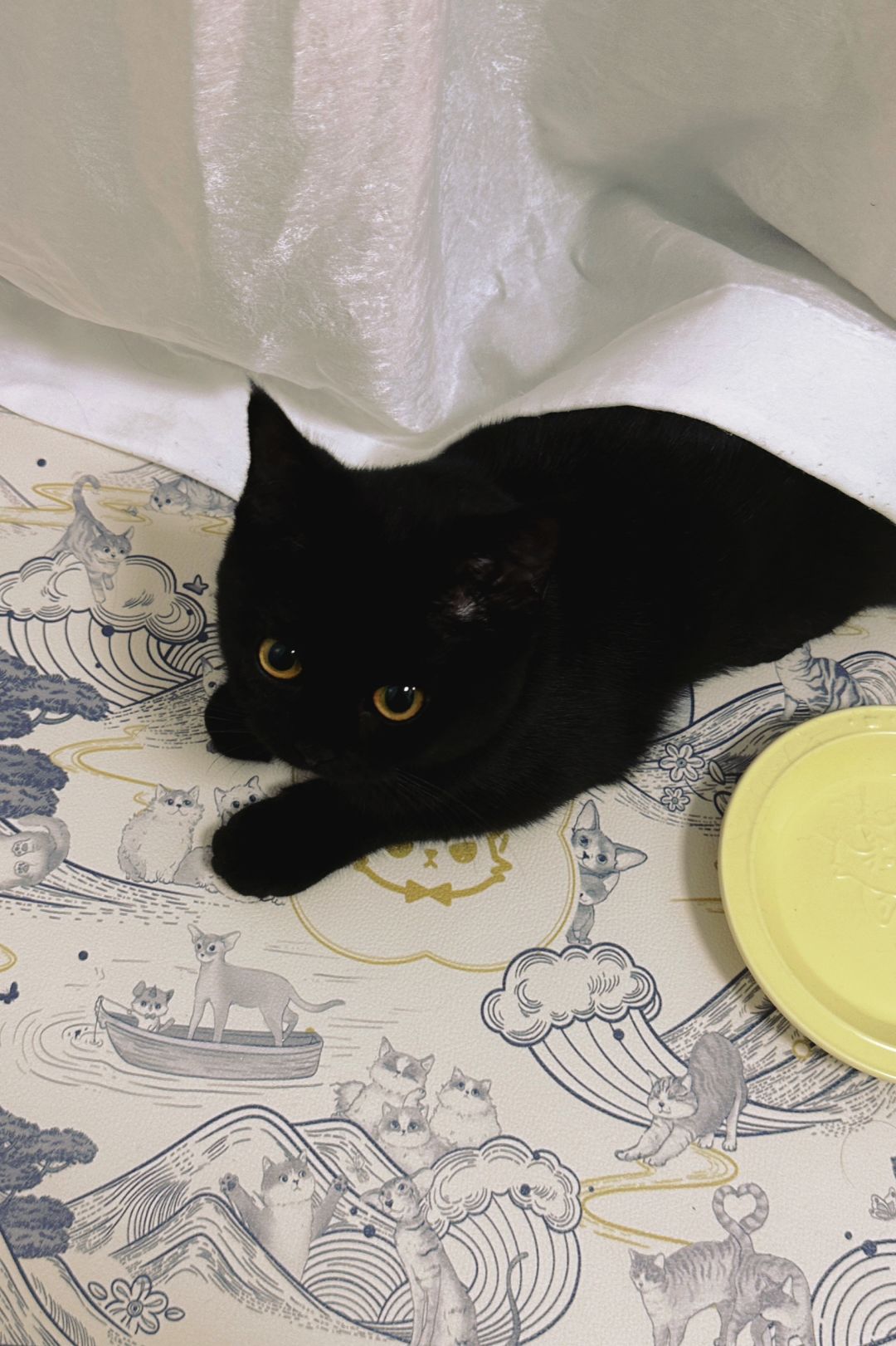 大家好 我是喜欢中国文化的英国小猫