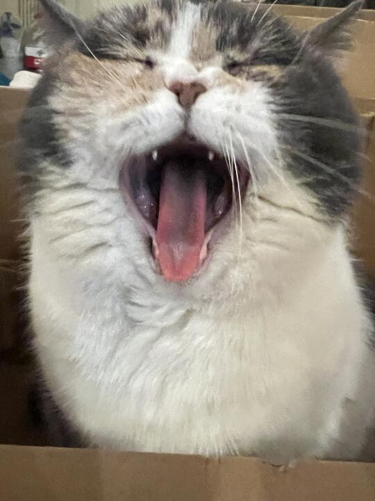 大脸猫