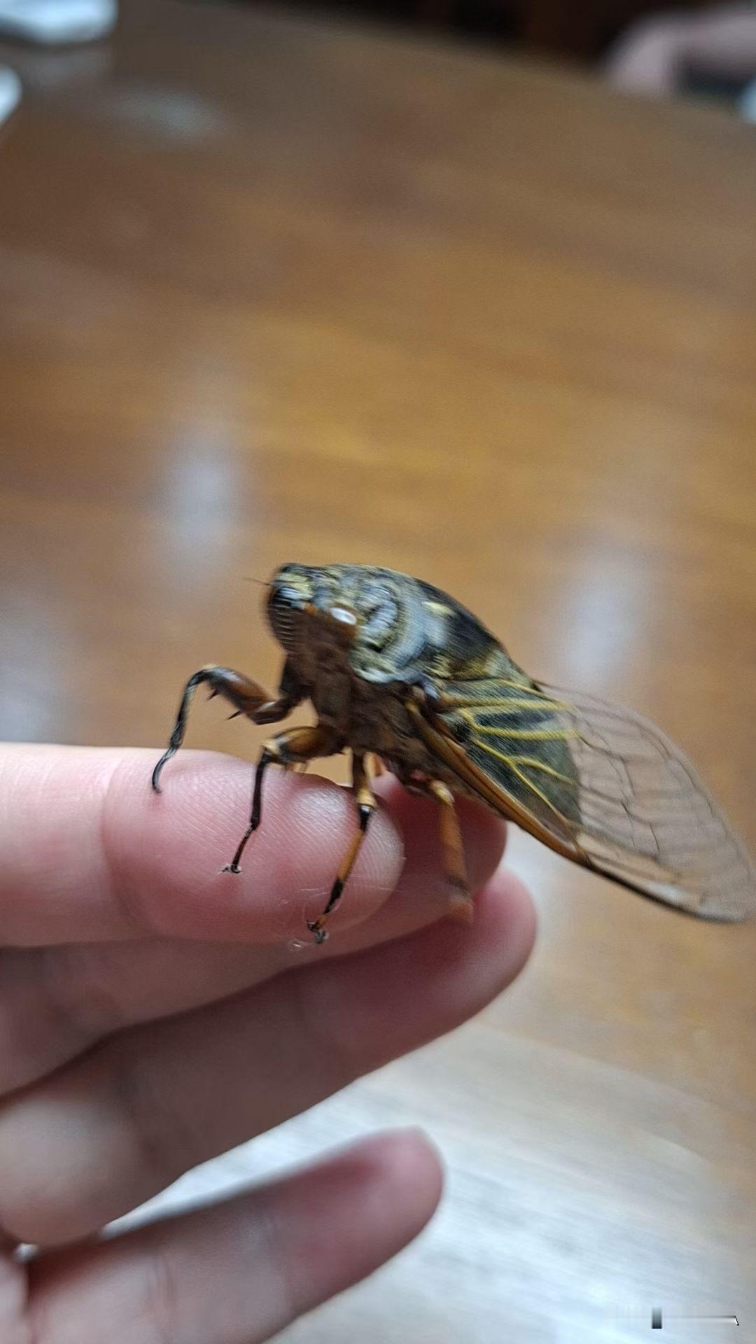 夏日蝉鸣，是阳光滚烫的诗行，宣告热烈的季节。🐞☀️