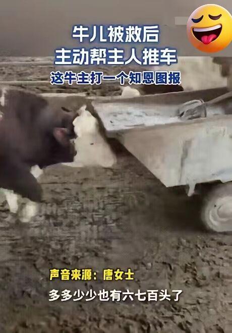 万物皆有灵！安徽养牛户救下一头病牛，2年后它的报恩方式看哭网友
 
真是太暖了！
