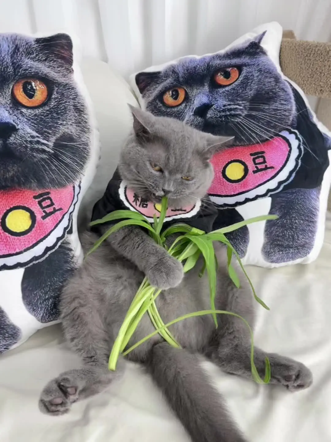 猫：大家猜猜我在吃什么呢？养一只不挑食的小猫咪是什么体验呢…