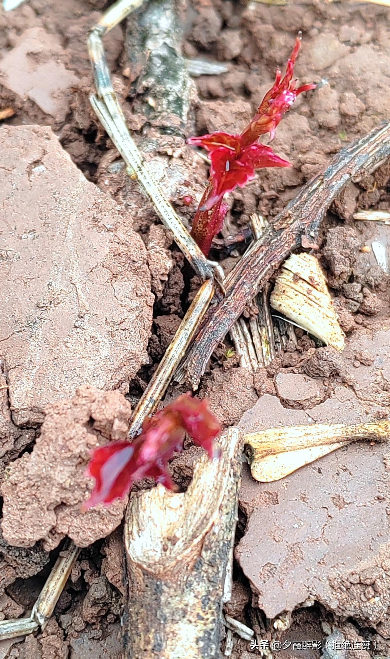 春芽破土，是大地写给春天的情书
 
泥土还带着残冬的凉，春的信使，却已悄悄从地心