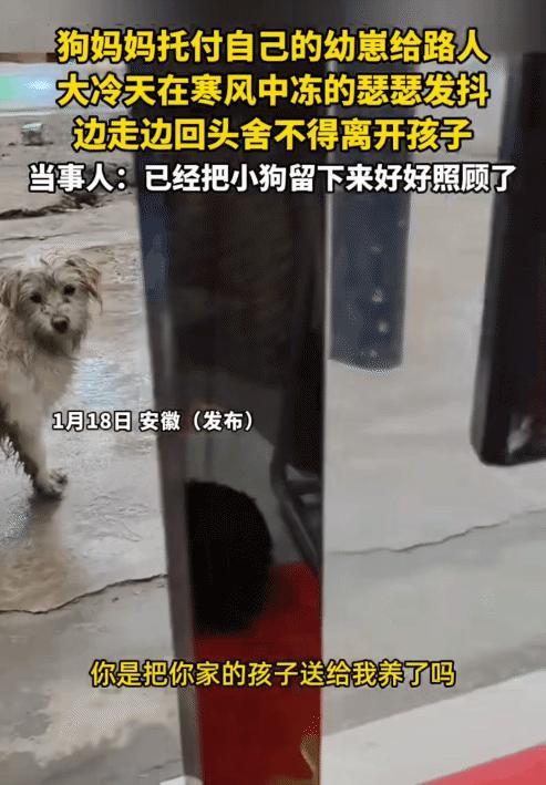 看哭了！安徽街头这只流浪狗妈妈，把母爱的伟大和无奈展现得淋漓尽致！浑身湿透冻得发