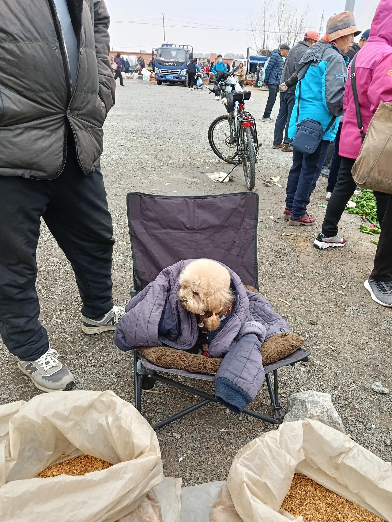 主人在大集上卖货，狗狗陪着，主人怕它冷，贴心的给它围了一个棉袄